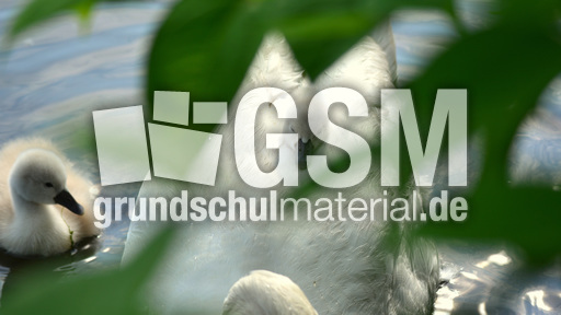 Höckerschwanküken (21).jpg